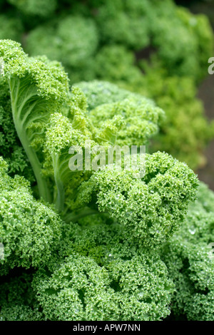 Kale Zwerg grün Kurled Stockfoto