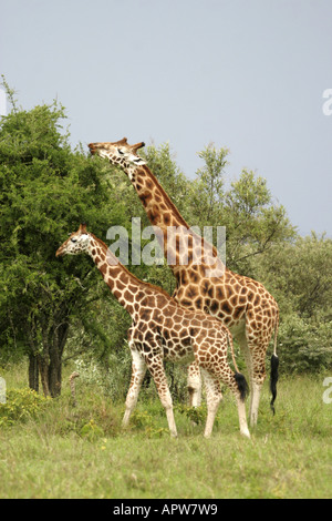 Rothschild Giraffen (Giraffa Plancius Rothschildi), zwei Bullen, Kenia, Nakuru NP Stockfoto