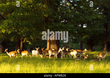 Besuch in Richmond Park Hirsch bei Sonnenuntergang unter einem Baum Richmond Surrey Vereinigtes Königreich Stockfoto