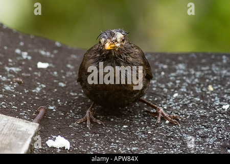 Blackbird Stockfoto
