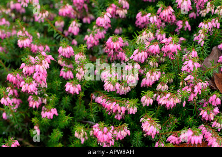 Erica Carnea Myretoun Ruby AGM Stockfoto