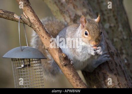 Verzehr von Nüssen aus einem Vogelhäuschen grau-Eichhörnchen Stockfoto