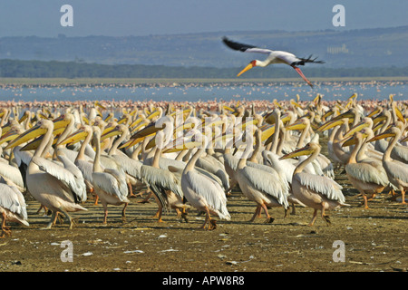 gelb-billed Storch (Mycteria Ibis), landet auf dem Pelikan-Kolonie, Kenia, Nakuru NP Stockfoto