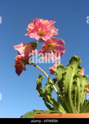 Siskiyou Bitter-Root (Lewisia Cotyledon), Topfpflanze auf der Fensterbank Stockfoto