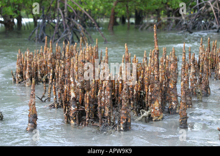 Arial Wurzeln in Mangroven-Gürtel, Kenia, Indischer Ozean Stockfoto