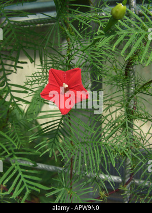 Cypress-Rebe, Quamoclit, Cypressvine Morningglory, Kardinal Bergsteiger, Kolibri Ranke, Star-Ruhm (Ipomoea Quamoclit), Standort am Stockfoto