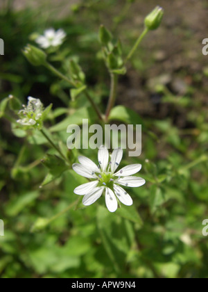 Wasser Vogelmiere, Hahnenfußgewächse, Riesen-Vogelmiere (Myosoton Aquaticum, Stellaria Aquatica), Wasser blühen Stockfoto