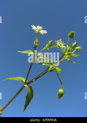 Wasser Vogelmiere, Hahnenfußgewächse, Riesen-Vogelmiere (Myosoton Aquaticum, Stellaria Aquatica), Wasser blühen gegen blauen Himmel Stockfoto