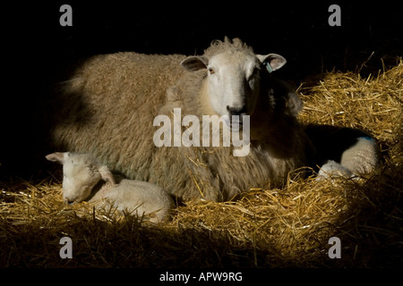 Eine Welle des Sonnenlichts fängt im Stroh in der Scheune mit ihrem Twin neu geborenen Lämmer schlief neben ihr ein Mutterschaf Stockfoto