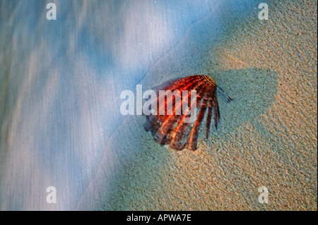 Muscheln Muscheln am Strand Seychellen Stockfoto