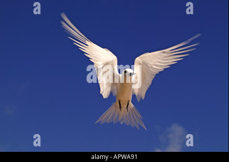 Weiße Fee Tern Gygis Alba Seychellen Dist tropischen Inseln und Ozeane weltweit Stockfoto