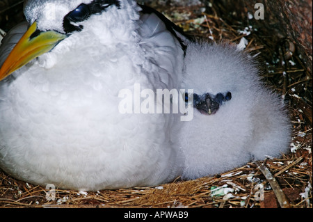 White tailed Tropicbird, Phaethon Lepturus Erwachsenen und Küken auf nest Seychellen tropischen Inseln und Ozeane weltweit Stockfoto