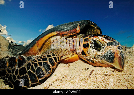 Echte Karettschildkröte Eretmochelys Imbricata gefährdeten Verlegung Eiern am Strand Dist tropischen und subtropischen Ozeanen weltweit Stockfoto