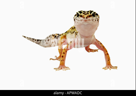 Leopard Gecko Eublepharis Macularius Dist Asien Indien Irak Afghanistan Pakistan Stockfoto