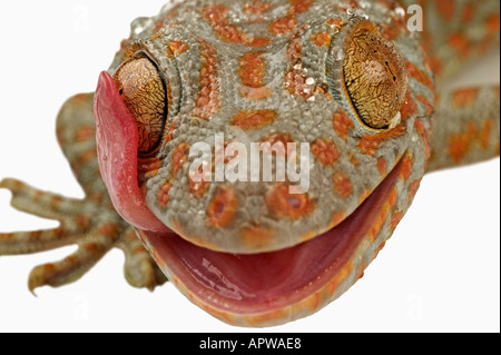 Tokay Gecko Gekko Gecko mit Zunge zu reinigen Auge Dist South East Asia Stockfoto