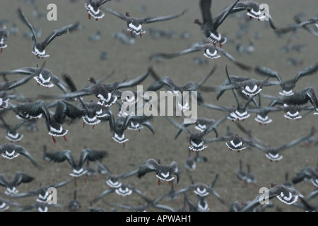weiß – Anser Gans (Anser Albifrons), gruppieren Sie wegfliegen, Niederlande, Friesland Stockfoto