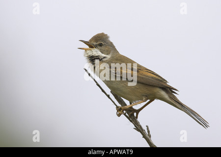 Whitethroat (Sylvia Communis), Männlich, Niederlande, Texel singen Stockfoto