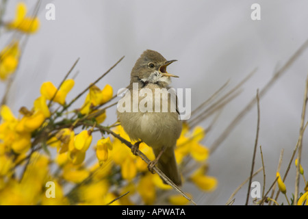 Whitethroat (Sylvia Communis), Männlich, Niederlande, Texel singen Stockfoto