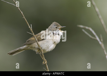 Whitethroat (Sylvia Communis), Männlich, Niederlande, Texel singen Stockfoto