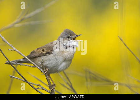 Whitethroat (Sylvia Communis), Männlich, Niederlande, Texel singen Stockfoto