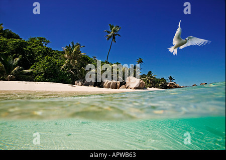 Blick auf Cousine Island vom Meer mit weißen Fee Tern Gygis Alba Seychellen Cousine Island Digital Bild geändert Stockfoto