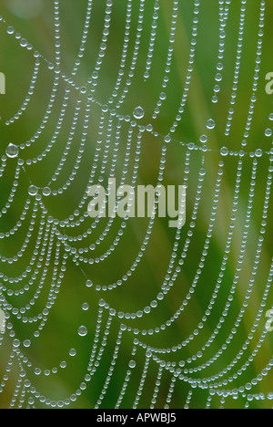 Tautropfen auf Spinnennetz. Stockfoto