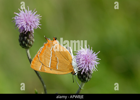 Brown-Zipfelfalter (Thekla Betulae) Flügel-Unterseite. Stockfoto