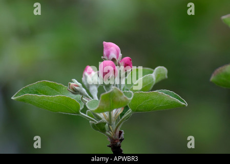 Apple Blossom Knospen grünen der Hintergrund jedoch unscharf Stockfoto