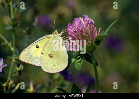 Gemeinsame oder getrübt Schwefel Schmetterling Fütterung auf rotem Klee Blüte Stockfoto