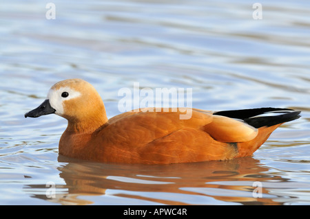 Ruddy Brandgans Tadorna Ferruginea weiblich Stockfoto