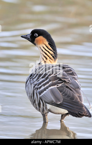 Hawaiianische Gans oder Ne Ne Branta sandvicensis Stockfoto