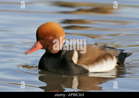 Rot Crested Tafelenten Netta Rufina männlich Stockfoto