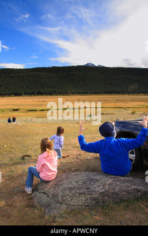 Beobachten Elche im Moraine Park, Rocky Mountain Nationalpark, Estes Park, Colorado, USA Stockfoto