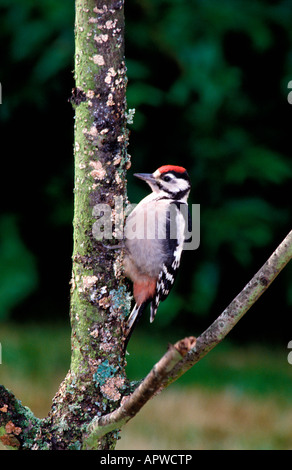 PIC mar Mittelspecht Middle Spotted Woodpecker Picoides Medius Dendrocopos Medius adulter Tiere Asien Aves Vögel Europa Europa Mi Stockfoto