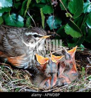 Rotdrossel Redwing Turdus Iliacus Soor Mauvis Nourrissant ses Oisillons Frankreich Erwachsene Erwachsene Tier Bau Tier construc Stockfoto