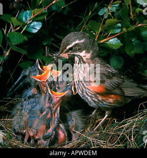 Rotdrossel Redwing Turdus Iliacus Soor Mauvis Nourrissant ses Oisillons Frankreich Erwachsene Erwachsene Tier Bau Tier construc Stockfoto