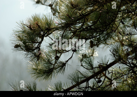 Äste und Kegel der korsischen Pine Pinus nigra var maritima, Wales, Großbritannien. Stockfoto