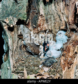 Waldkauz Chouette Hulotte Waldkauz Strix Aluco mit jungen im Nest Tiere Asien Asien Aves Vögel Greifvögel Chat Huant Chouet Stockfoto