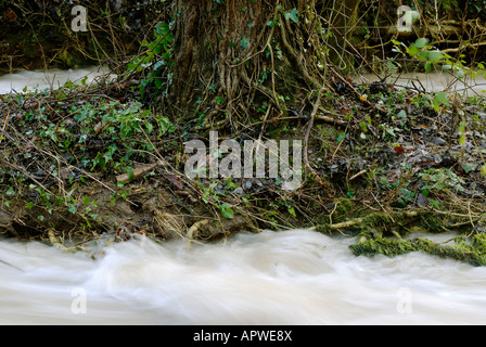 Baum am Flussufer in einem Hochwasser, das die Erosion der Ufer zeigt, Wales, Großbritannien. Stockfoto