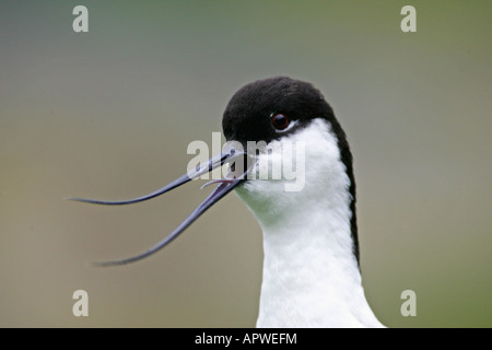 Säbelschnäbler Stockfoto