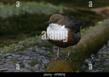 Dipper Stockfoto