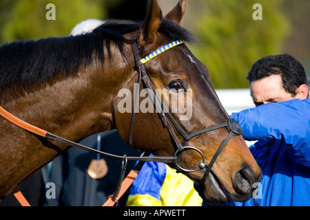 Lingfield Park Pferderennen Kurs 2. Februar 2008 UK Stockfoto