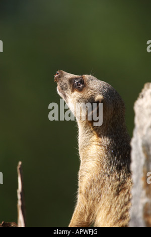 eine schöne und liebenswerte Erdmännchen ist auf der Hut auf einem Baumstumpf Stockfoto