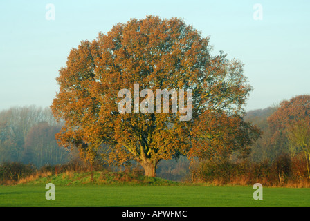 Herbst Farben auf große reife Englisch oak tree in der Landschaft Landschaft Essex England Großbritannien Stockfoto