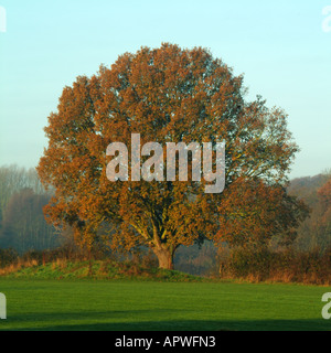 Sonnenschein auf der englischen Herbstlandschaft Herbstlandschaften Herbstfarben auf großen reifen englischen Eichen und angrenzenden Hedgerow Woods jenseits von Essex England UK Stockfoto