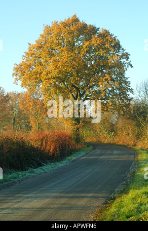 Feldweg mit herbstlichen Farben auf großen Reifen englische Eiche in Landschaft Stockfoto