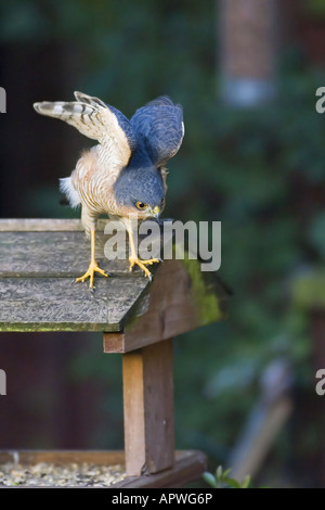 Sperber Stockfoto