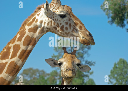 eine Mutter und Baby Giraffe zusammen Stockfoto