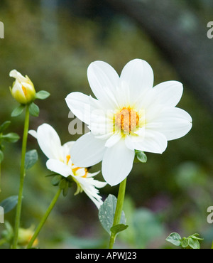 'Alpen Cherub' Collarette Dahlia Stockfoto