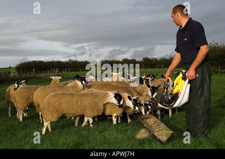 Schäfer, Fütterung Mule Lämmer kurz vor dem Verkauf Cumbria Stockfoto